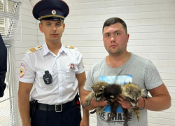 За использование маленьких енотов и шиншиллы для фото в Анапе мужчина ответит по закону