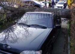 В Анапе дерево упало на автомобиль прямо в центре города