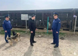 В Анапе проверяют приют для животных и подрядчика по отлову