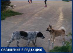 В Анапе на мальчика набросилась стая собак