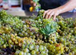 Для анапчан и отдыхающих фермеры организовали винный тур