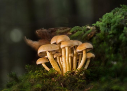 Анапчанин отравился грибами и едва остался жив: как не оказаться на его месте?