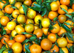 В Анапу едва не попало 657 тонн заражённых мандарин и апельсинов