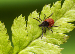 На улице Чехова в Анапе в траве завелись клещи: стало известно, когда траву покосят
