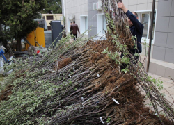  Саженцы яблонь уже доставили в Анапу – где их можно получить бесплатно