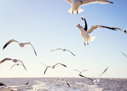 Уникальное видео: сотни чаек и бакланов облюбовали пляж под Анапой