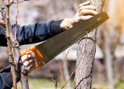 В Анапе новый дровосек: сменился подрядчик по обрезке деревьев