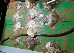 Под Анапой пограничники изъяли у браконьера крупный улов камбалы - 267 штук