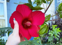 Гороскоп для анапчан с 7 по 13 августа: Ракам стоить подумать о расширении кругозора