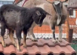 «Когда этот беспредел кончится»: наглые козы анапчанки объедают деревья и прыгают на прохожих