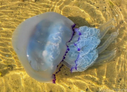 Когда с побережья Анапы уплывут опасные медузы-корнероты – эксперт