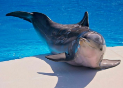 Вылов дельфинов у берегов Анапы запретят в 2024 году