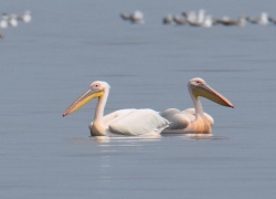 Новые обитатели: в Анапе обнаружили исчезающий вид розовых пеликанов