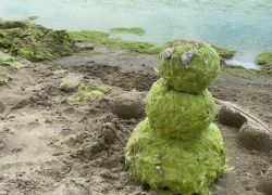 В Анапе может появится косметика на основе водорослей