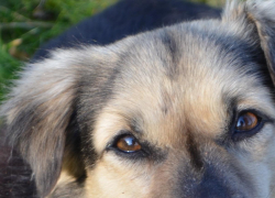 "Бродячих собак в Анапе нужно отстреливать!"-заявила женщина, но у закона иное мнение