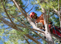 В Супсехе кроны деревьев мешают проезду транспорта – их кронируют на этой неделе