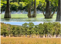 На месте озера метровый ковер из травы: как выглядит Кипарисовое озеро в Сукко