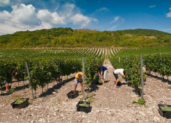 Недалеко от Анапы открылся первый в России высокотехнологичный питомник виноградных саженцев