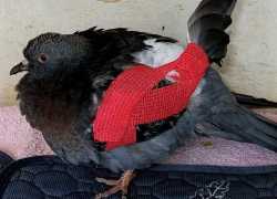 Центр реабилитации диких животных «Жемчужная» в Анапе оказался на грани закрытия