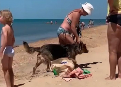 Собак купают рядом с детьми на пляже в Анапе
