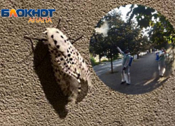 Анапа на тропе войны с американской белой бабочкой – началась обработка насаждений