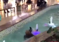 В Анапе ребенок упал в фонтан в торговом центре