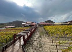  Анапские винодельни вошли в Национальный винный маршрут