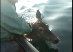 Самка оленя спасалась в море от собаки на Малом Утрише