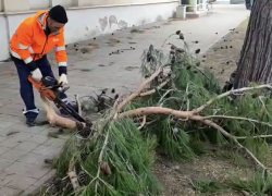 Мощный ветер в Анапе повалил деревья на машины