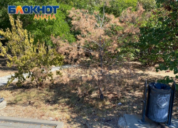 Чтобы не повторился скандал с «Юнилэнд»: на полив деревьев в Анапе потратят 9 млн рублей