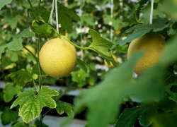 Чудо-Юдо или Колхозница – какую дыню лучше сажать в Анапе