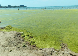 «Вообще жесть»: туристов шокировало количество камки на пляже в Анапе