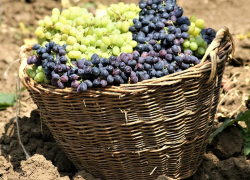 Анапская винодельня Галицкого зарегистрировала новый бренд