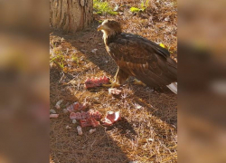 В Анапе обнаружили брошенного ручного орла
