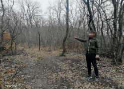 Под Анапой мужчина незаконно вырубил 44 дуба