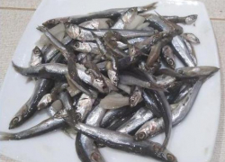 Сезон вылова хамсы начался в Анапе