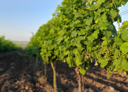 Урожай Анапы может пострадать: Минобороны продлило запрет на агродроны на Юге России 