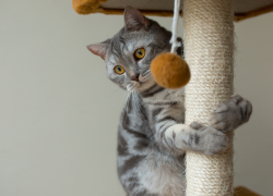 В Анапе организация «Кошкин Дом» помогает жительнице Подмосковья найти новые семьи для животных