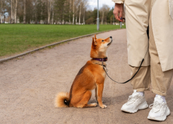  В Анапе официально запретили самовыгул собак и кошек