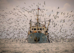  Анапским рыбакам на заметку: искусственный интеллект поможет определить места для ловли хамсы в Черном море 