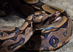 В Анапе владелец зоопарка выплатил 30 тысяч рублей за незаконное содержание экзотических животных