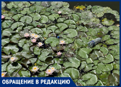 Бутылки и другой мусор портят всю красоту цветущих кувшинок на речке Анапке