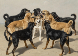 Куда обращаться, если рядом с домом появилась стая собак: отвечаем на вопрос жительницы Анапы