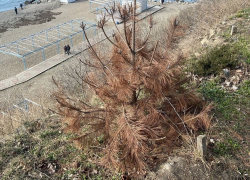 «Дело о пожелтевших соснах» на 18 млн рублей рассматривают в суде