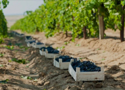 В Анапе собрали около 5,5 тысяч тонн винограда