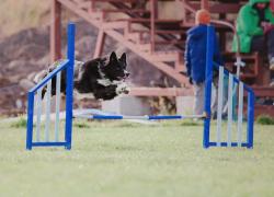  Аэропорт Анапы обзаведется собственной дрессировочной площадкой для собак