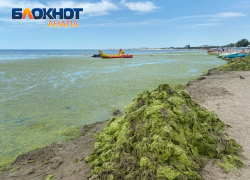 Мэрия Анапы заплатит 75 миллионов за свалку водорослей на пляжах курорта