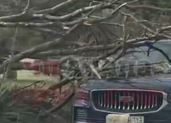 В Анапе из-за упавшего от ветра дерева произошло жестком ДТП с ребенком