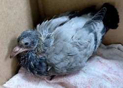 Попытки «спасти» птиц без знаний могут навредить, предупредили в Анапе