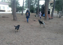 Бродячих собак уберут из анапского парка «Ореховая роща»